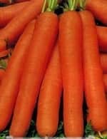 Морковь рогнеда
