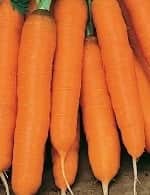Морковь фараон