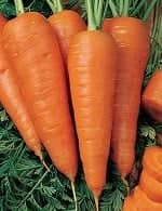 Морковь флакке агрони