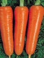 Морковь курода шантанэ