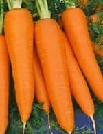 Морковь нанте