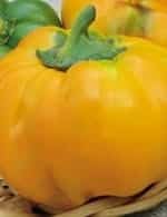 Перец сладкий оранжевый юбилейный